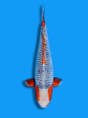 Kado Gin Asagi | Koi&Co.